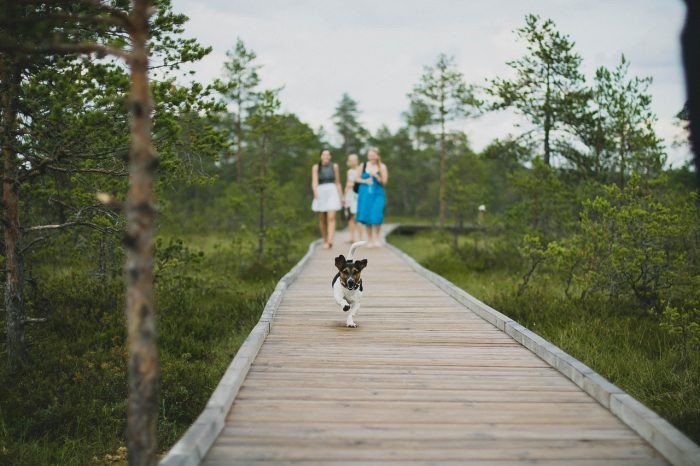 6 Dog Friendly Vacations in the Midwest - American Travel Blogger
