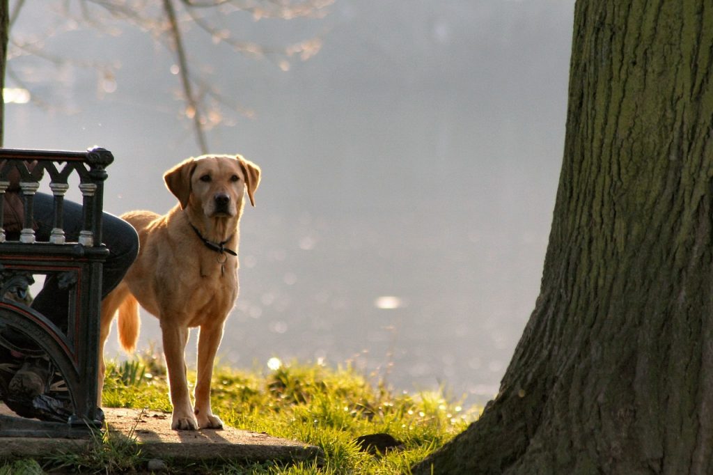 Dog friendly vacations in the midwest