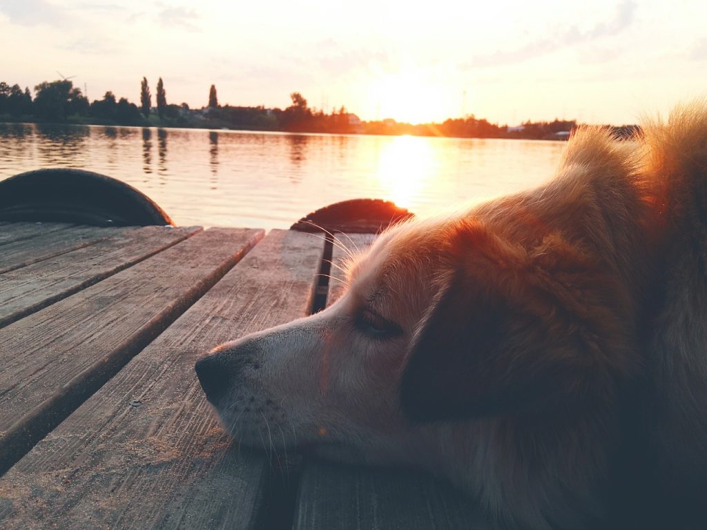 Dog friendly vacations in the midwest