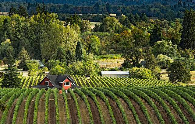 The Willamette Valley may be the best wine region in the US