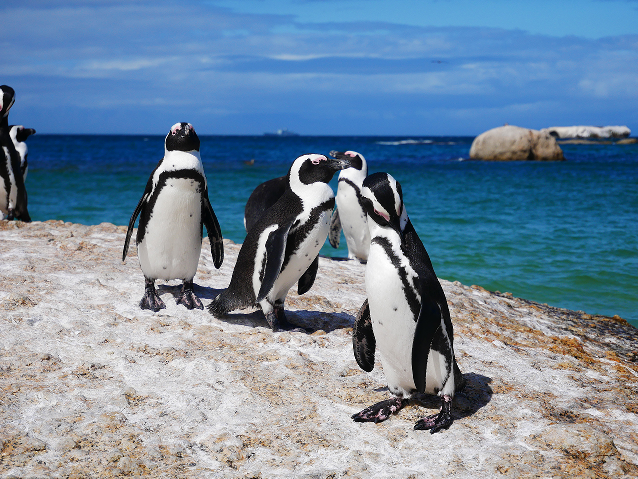 Cape Town Penguins