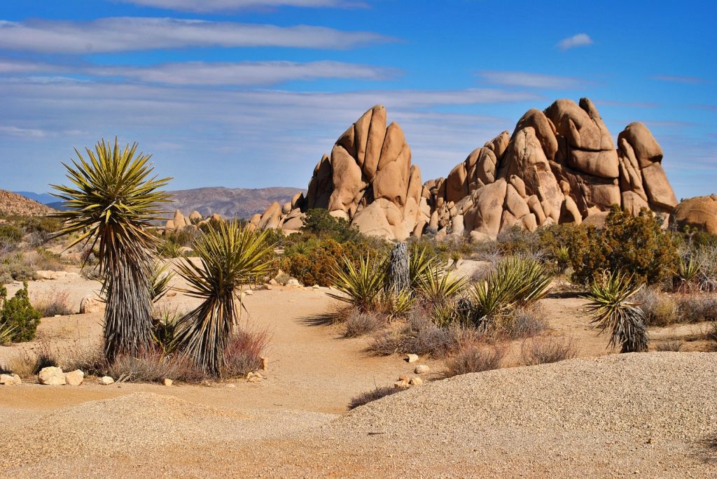 Joshua Tree USA