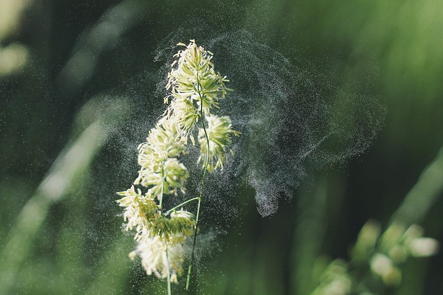 Nothing can ruin a relaxing hike in the backcountry faster than pollen allergies