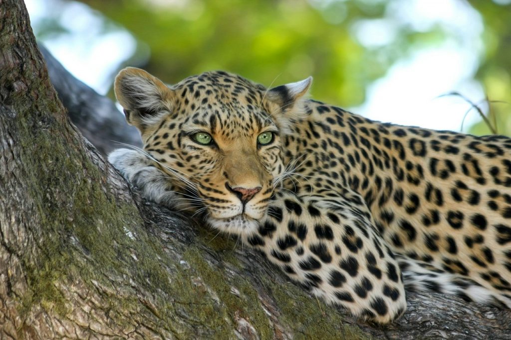 leopard in Botswana