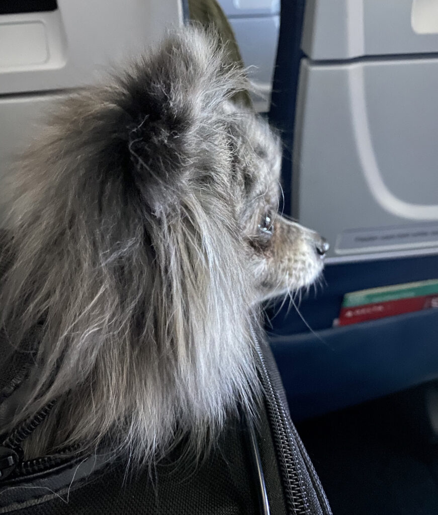 dog on the plane