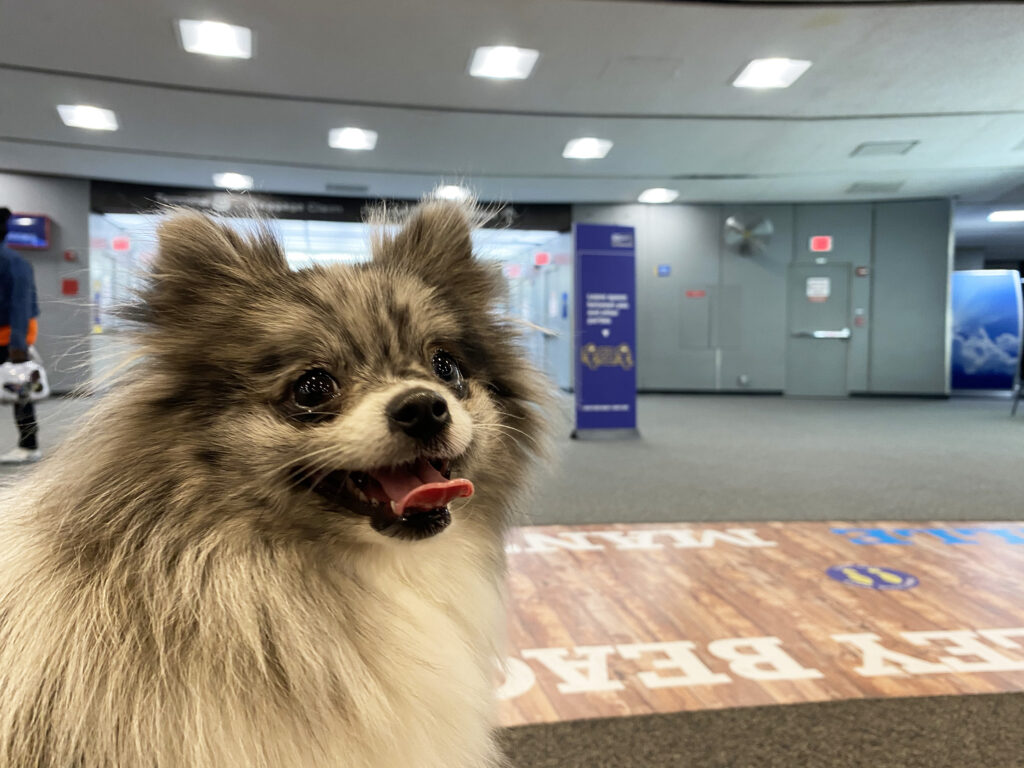 Flying with a Small Dog in Cabin - Dog at the Airport