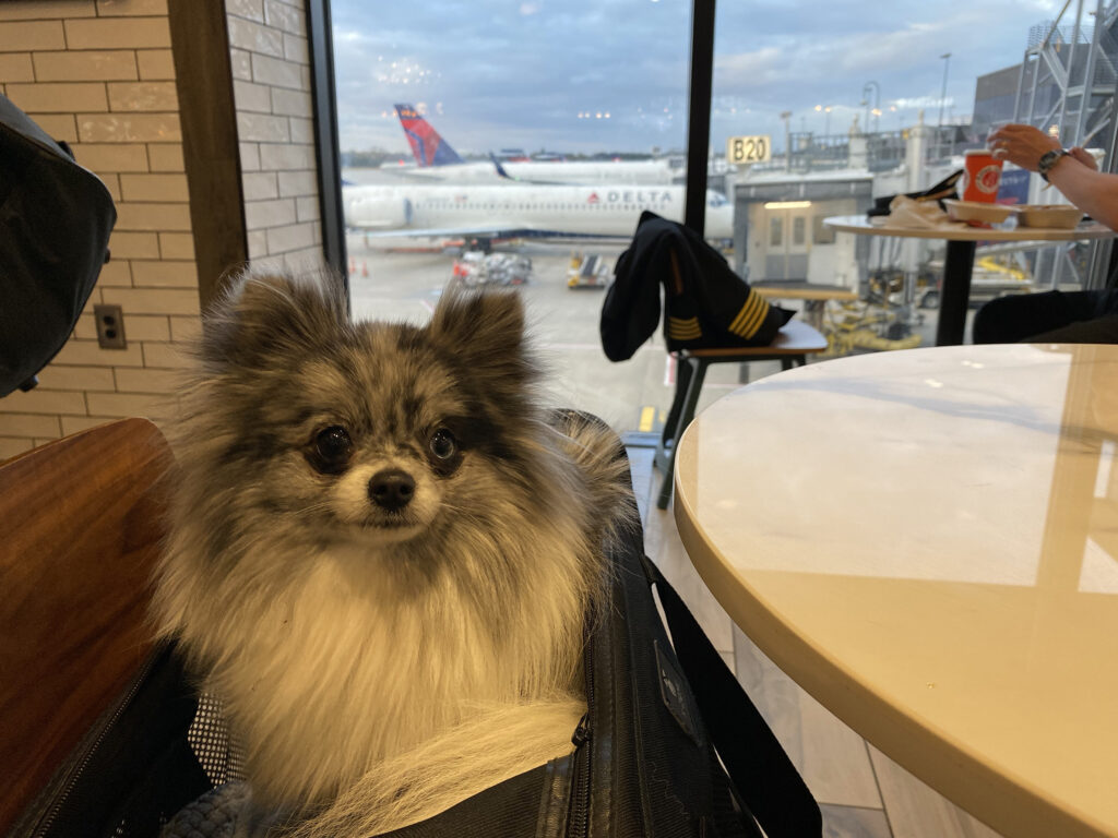 Pomeranian dog at the airport