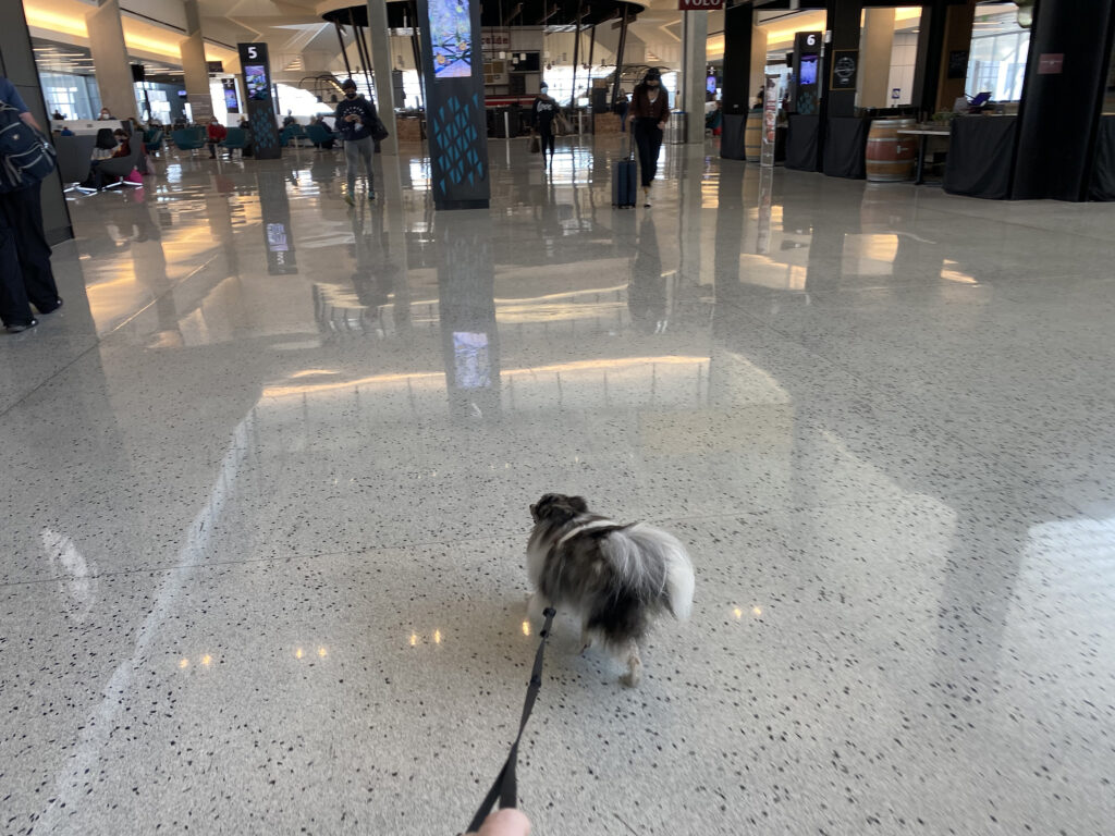 dog walking at the airport