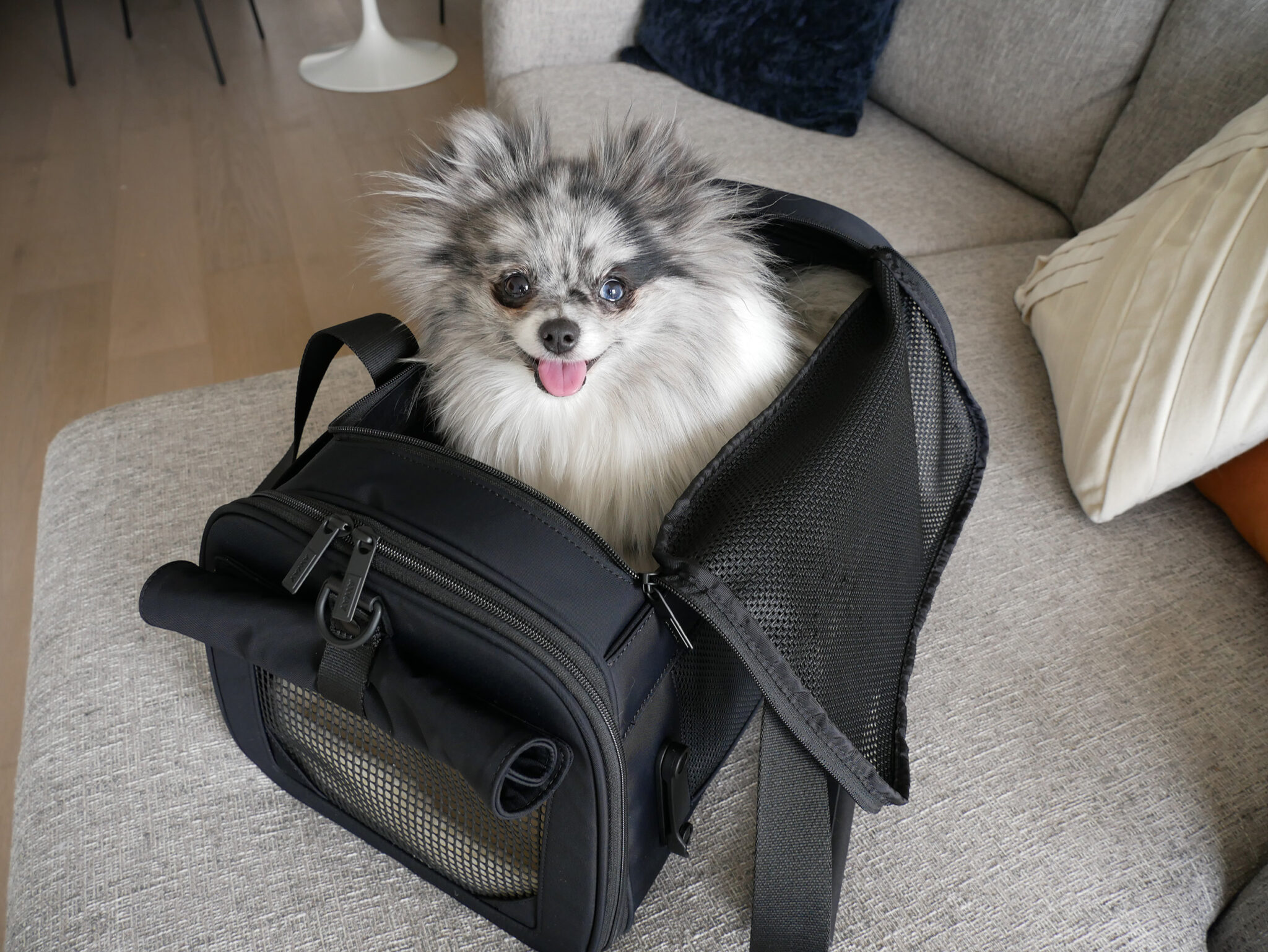 Away Pet Carrier Review Best Dog Carrier for the Airplane? American
