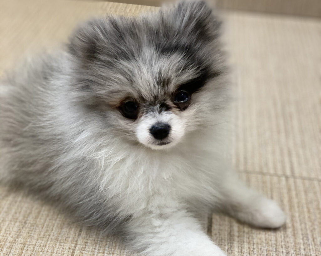 Merle Pomeranian puppy 