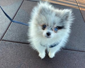 Pomeranian floof