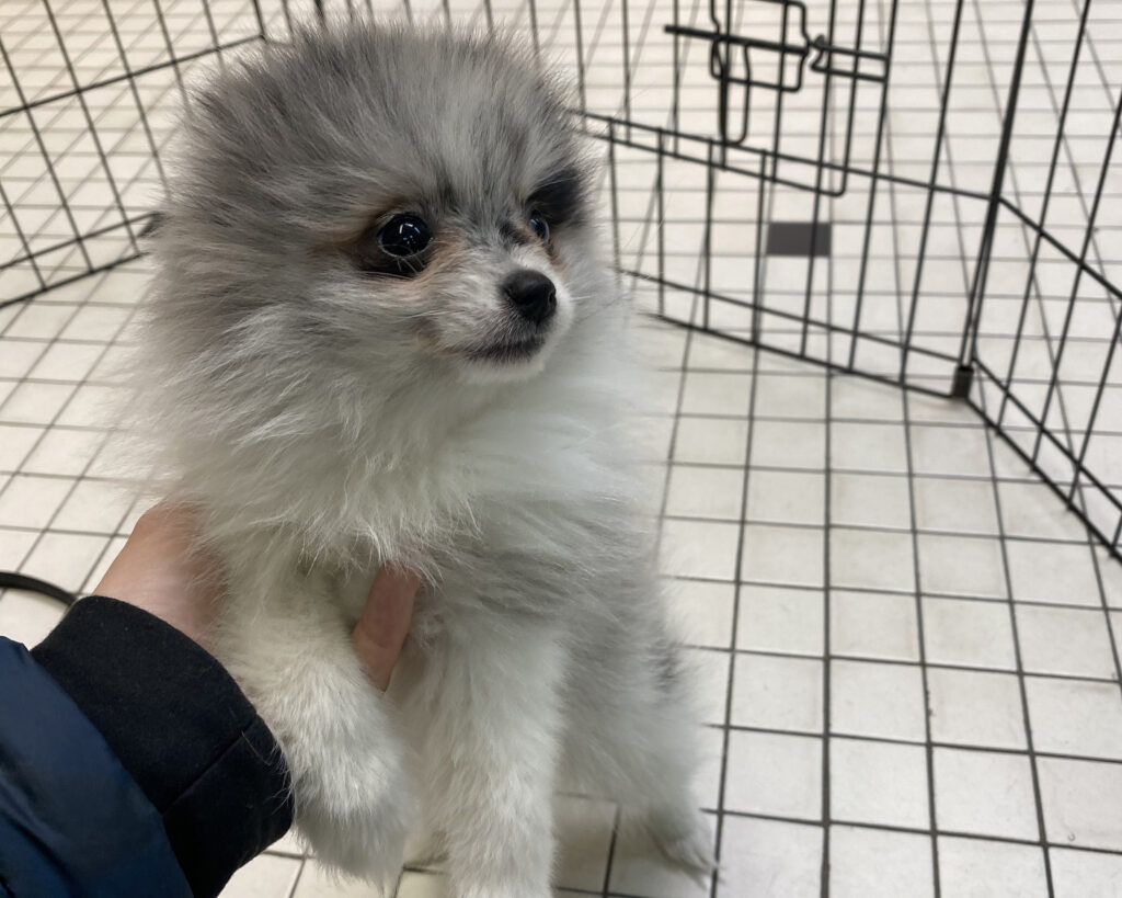 Pomeranian puppy at a pet store