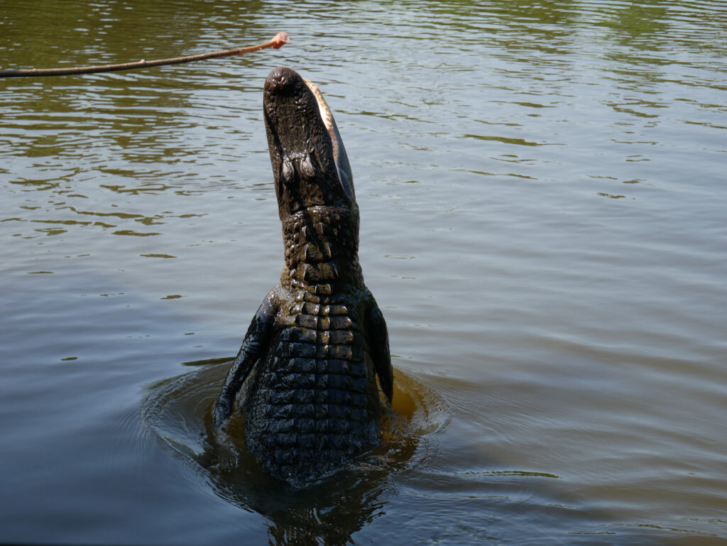 Swamp Tour New Orleans - things to do in New Orleans