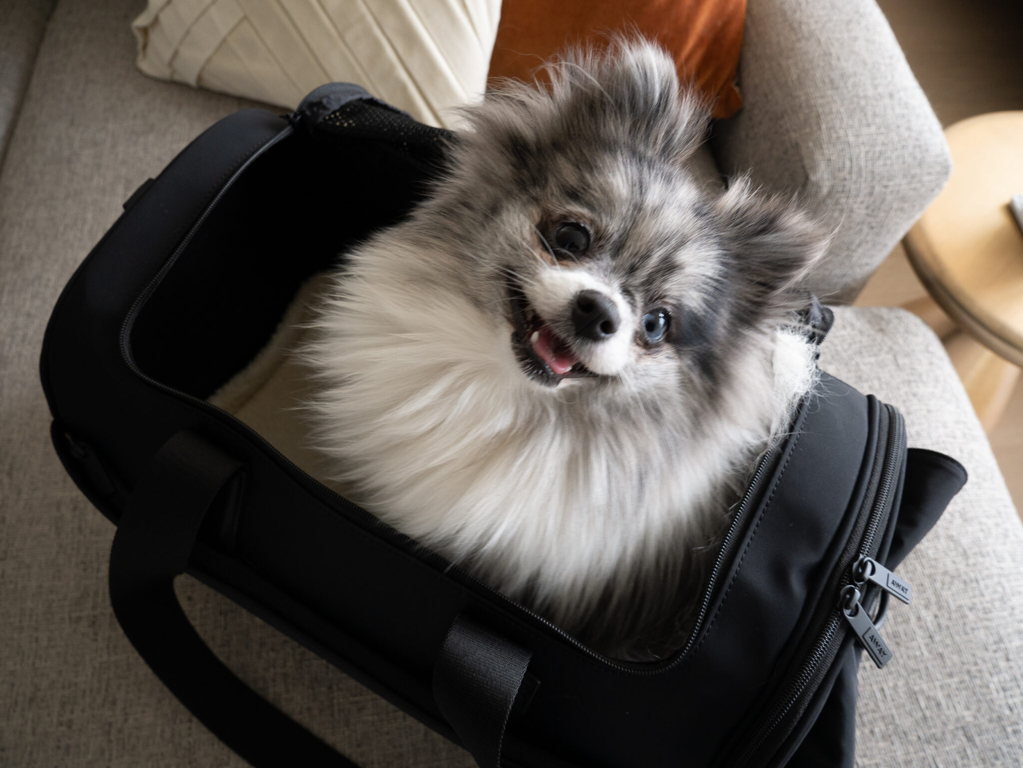 Away Pet Carrier Review Best Dog Carrier for the Airplane? American Travel Blogger