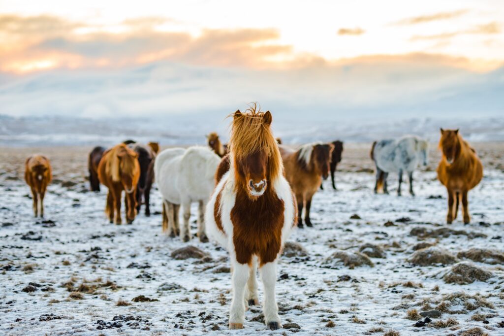 Horses in Iceland