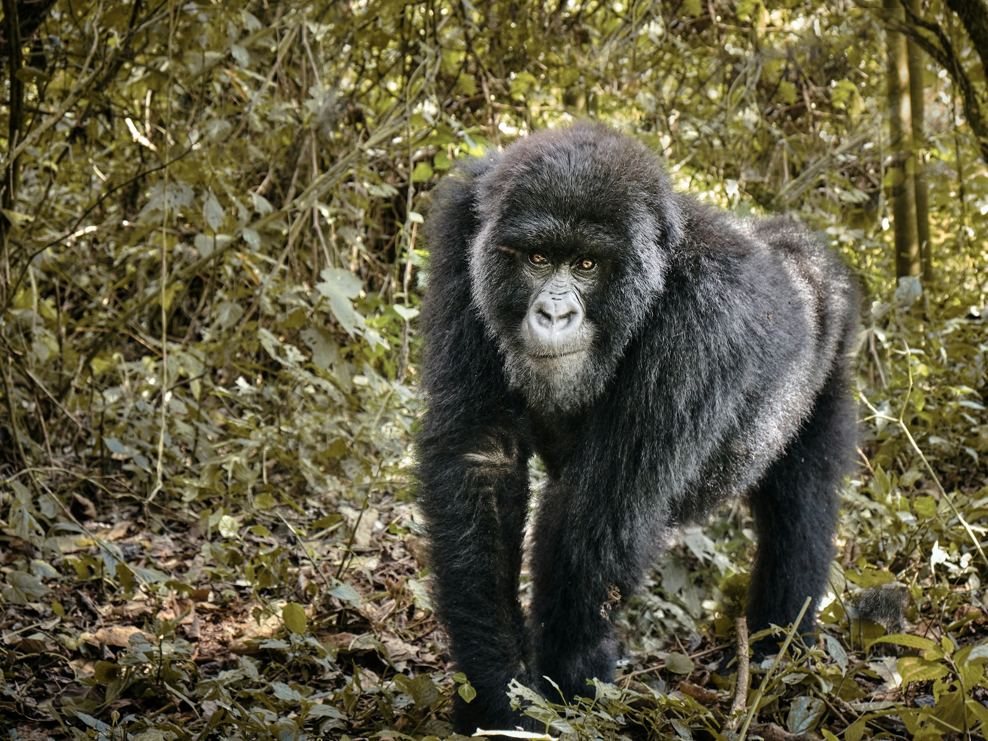 THE VIRUNGA REGION: 5 BEST THINGS TO DO