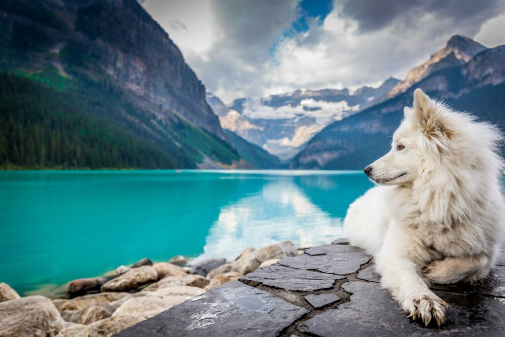 White dog next to a turquoise lake with mountains in Canada